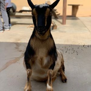 Meet your Posher, Veronica